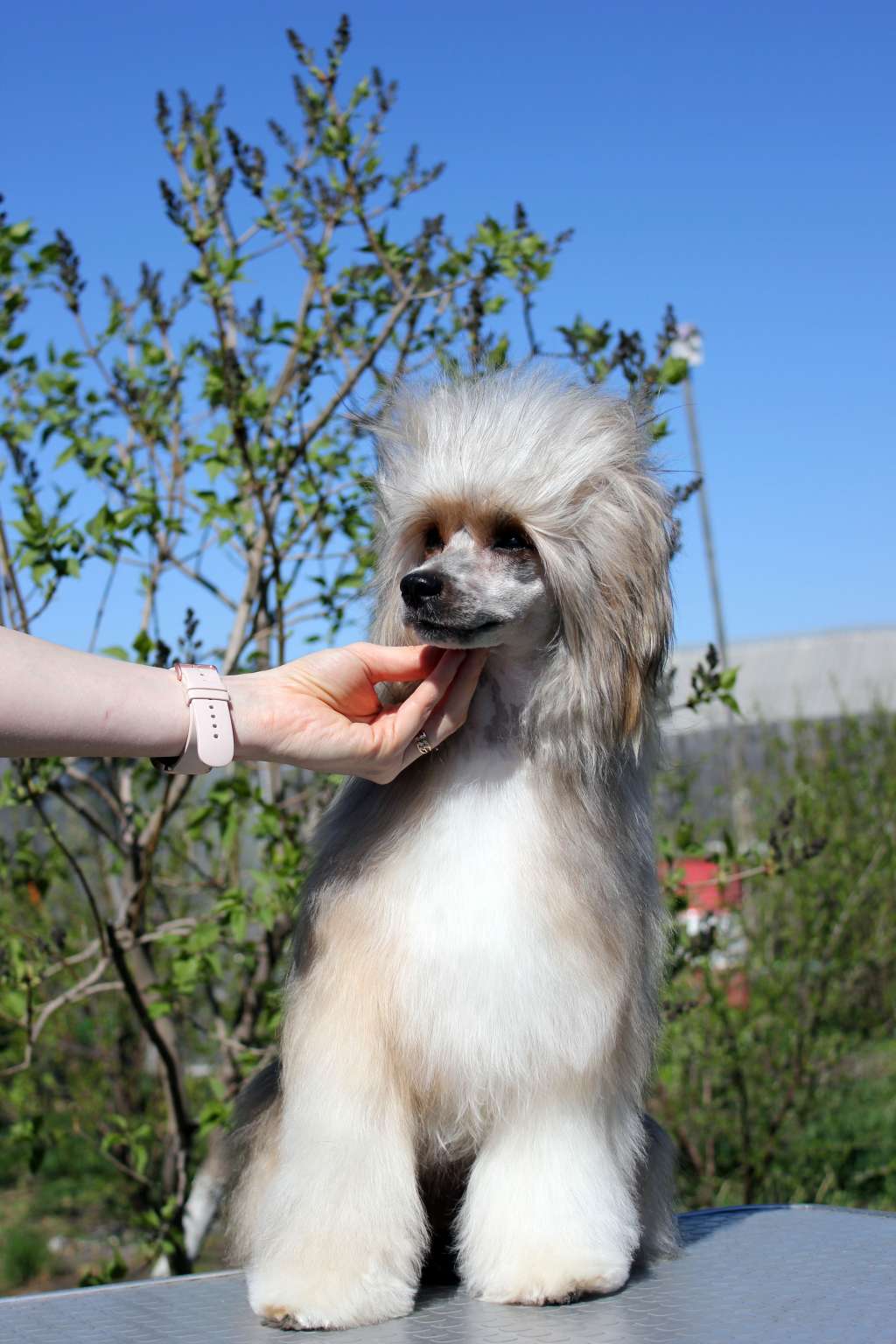 Via Della Seta Imperial Son