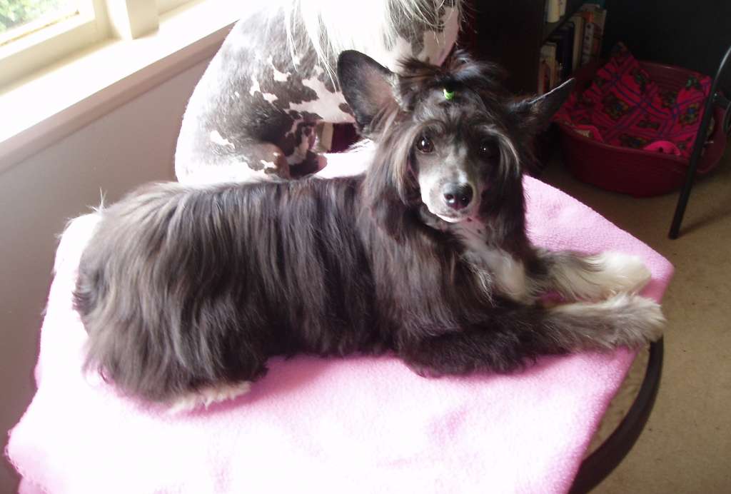 Franzell Step"N'Out With Style