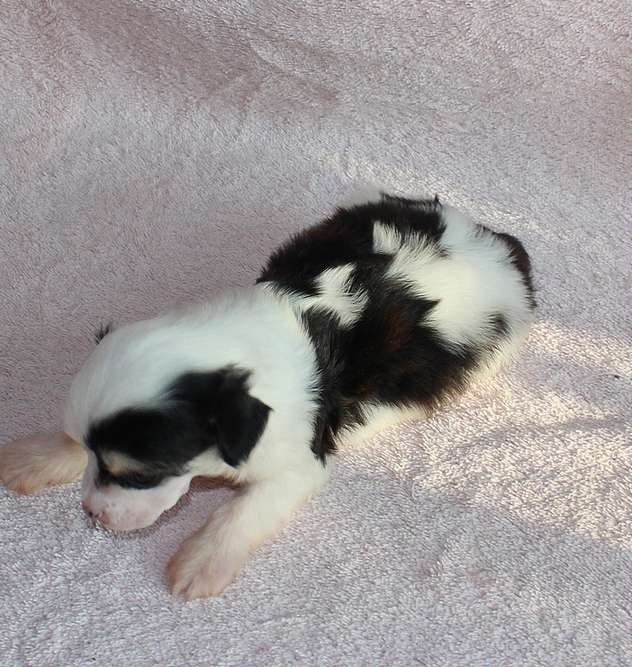 Angel O Check Alesha