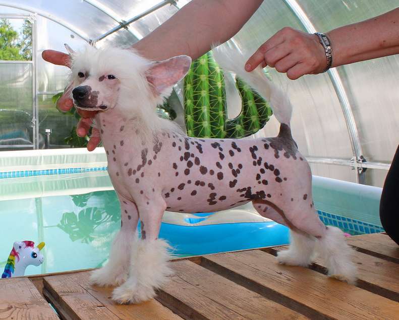 Angel O Check Barbariska