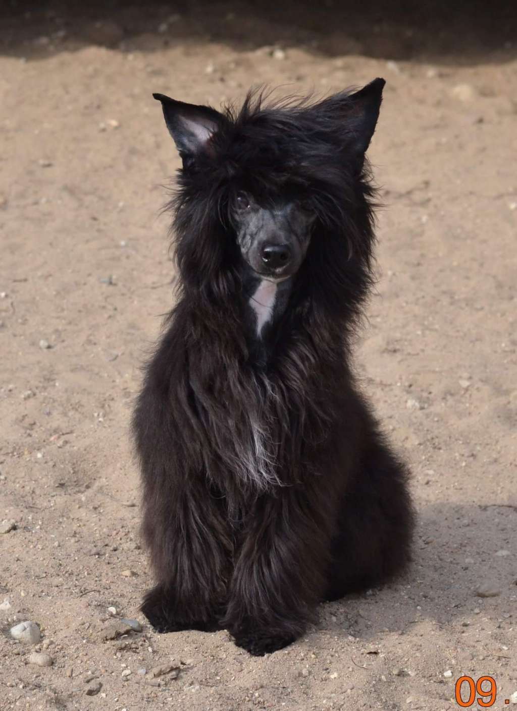 Violet Flower iz Sozvezdiya Khana