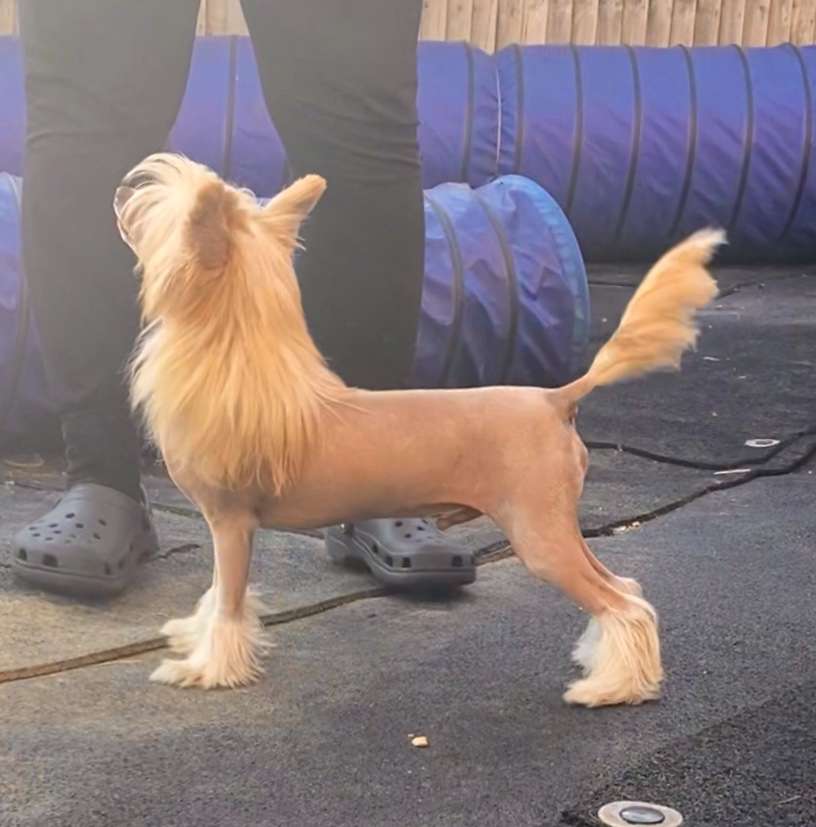 Kojiki's Lil Mr Scandalous