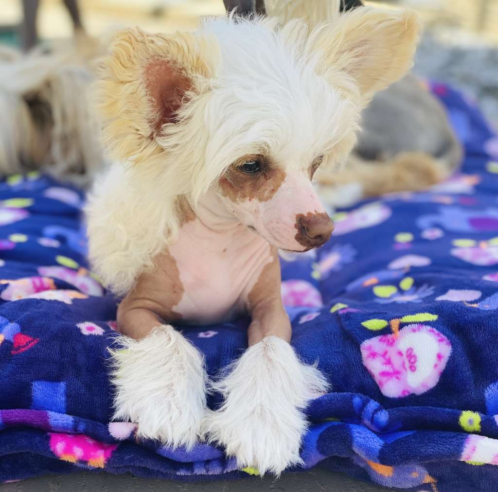 Kojiki's Lil Miss Savvy