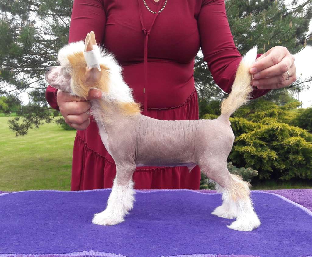 Excalibur Crystal Ice