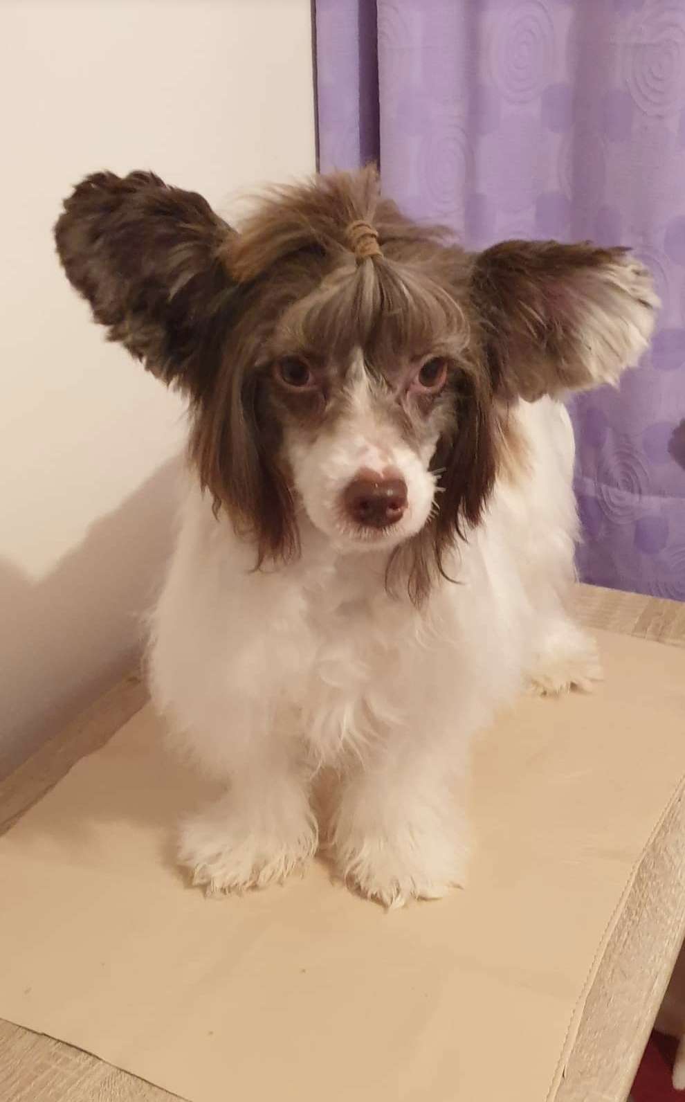 B - White Chocolate Dream Of Coffee Fci