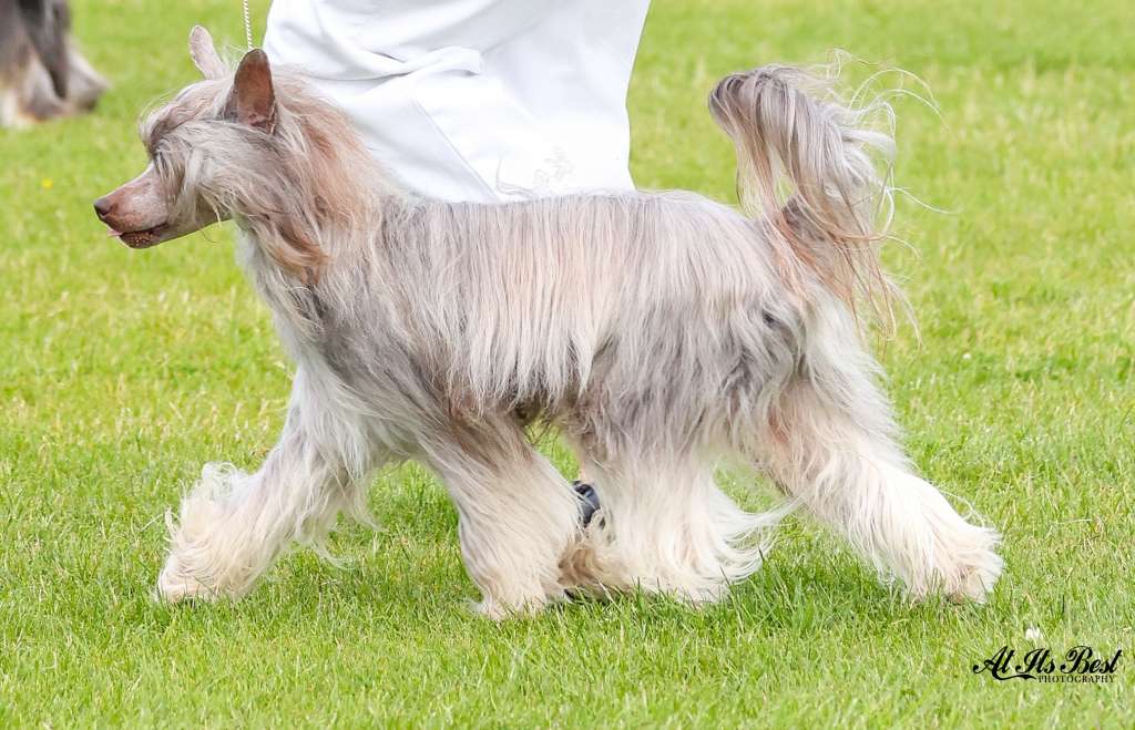 B - Galaxy Chocolate Dream Of Coffee Fci