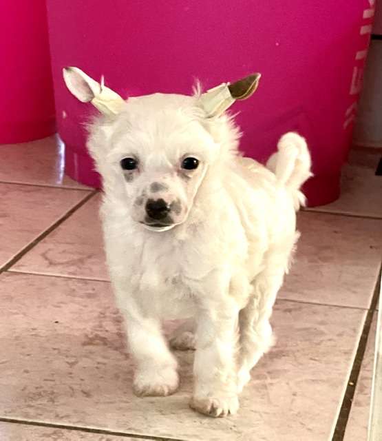 Update For My Soul von Shinbashi