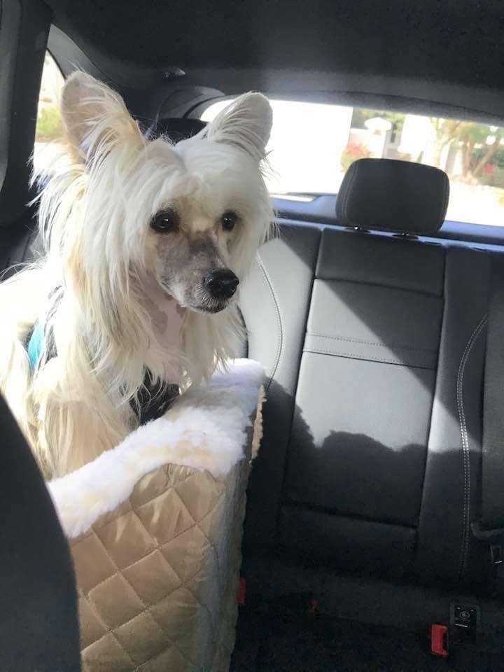 American Dream Gattaca Olyuti