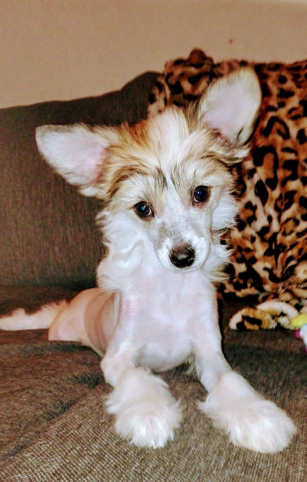 Blastwave A Lickety Split