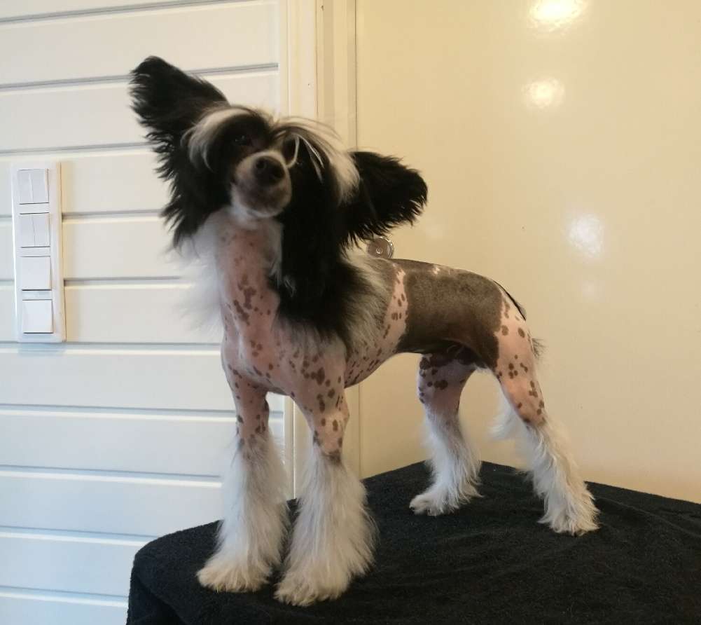 Blastwave A Shining Armor