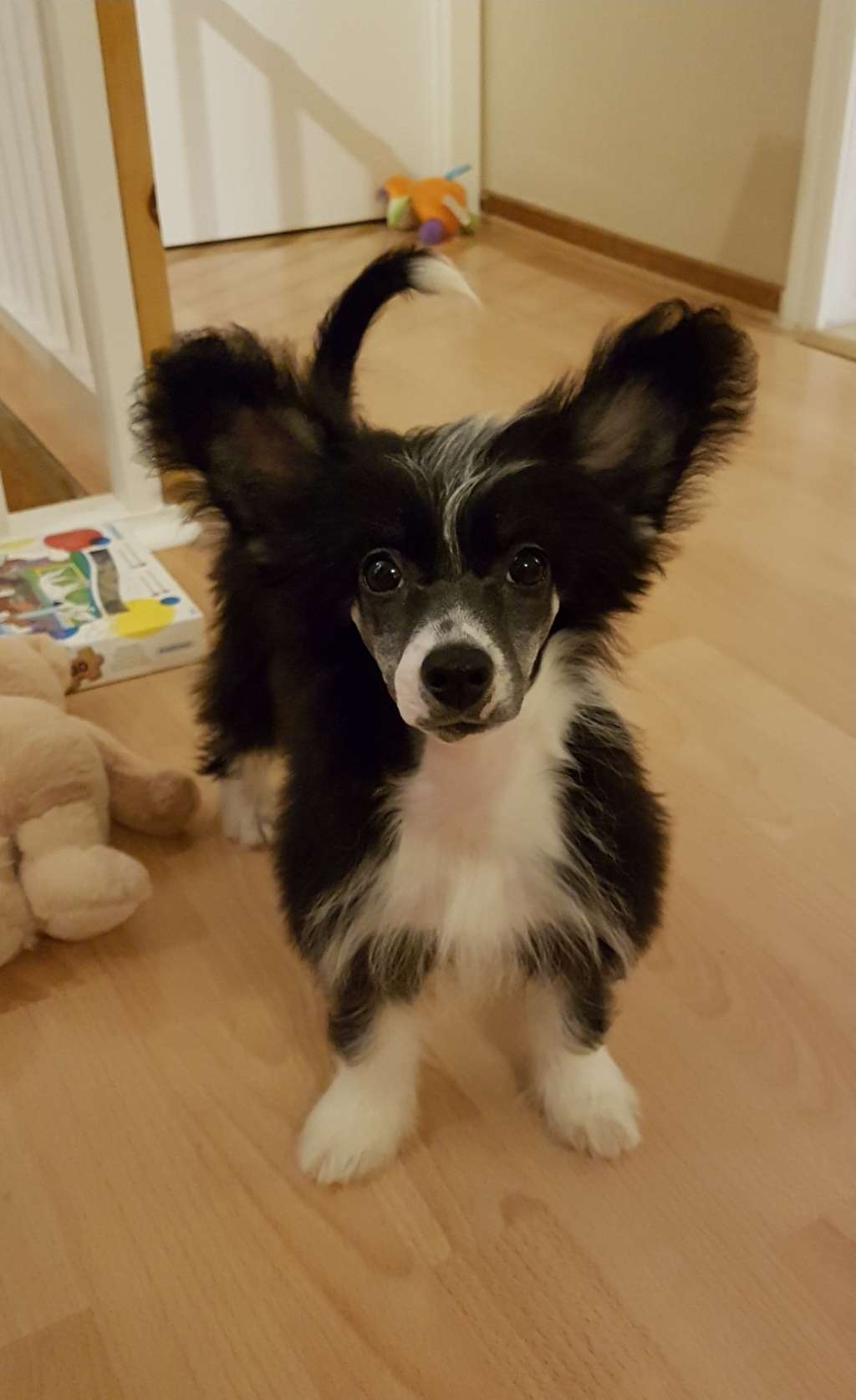 Ynchreenoo Myrtans Magical