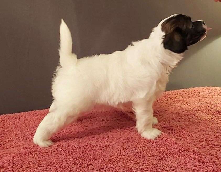 Jamming's King Julien