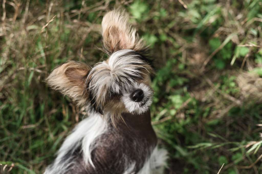 Jack Daniels Grzywkomania