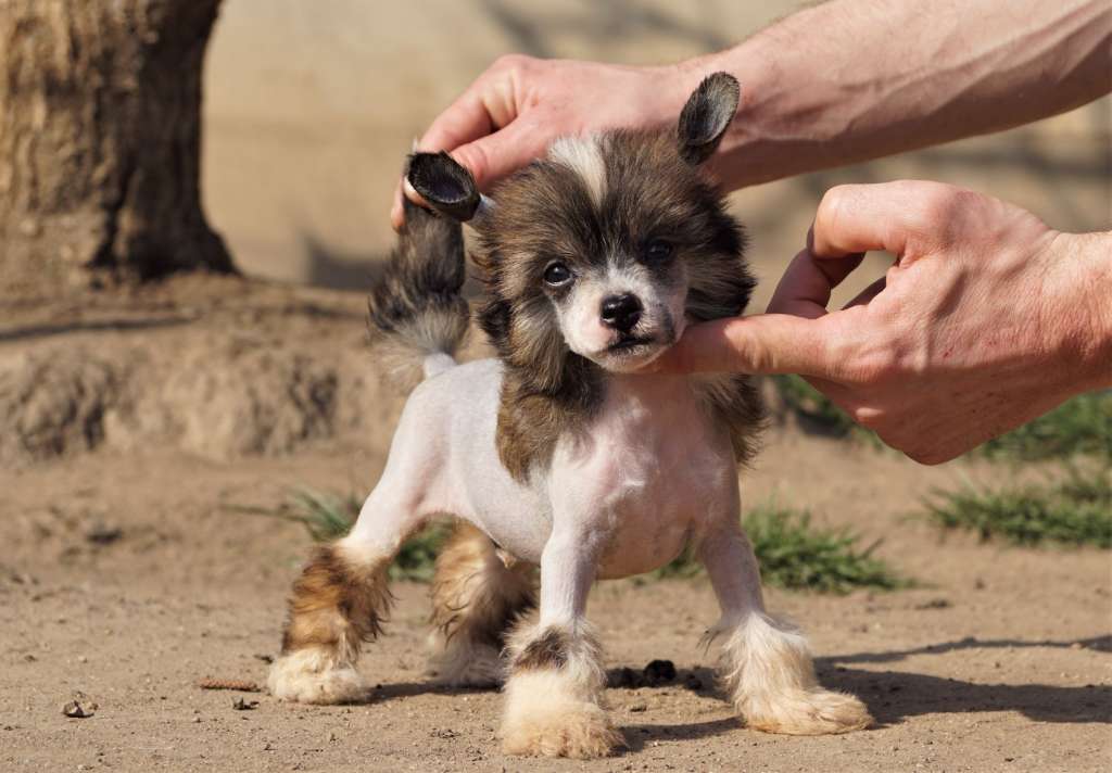 Polar Express Heybett