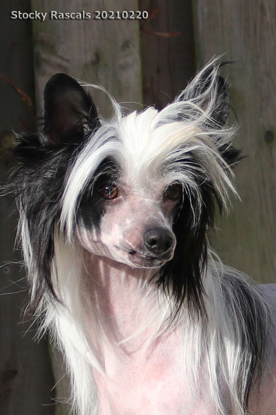 Belg.YCh.Little Dog Of Dream Redbull