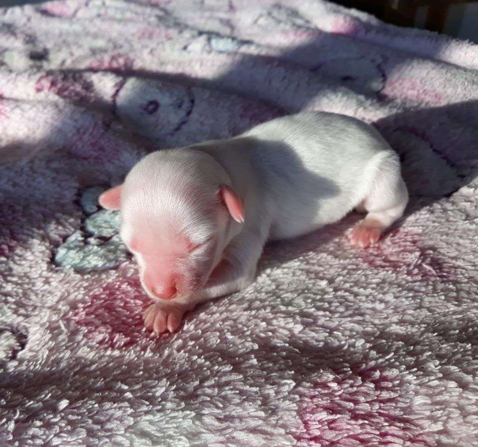 Little Dog Of Dream Rififi