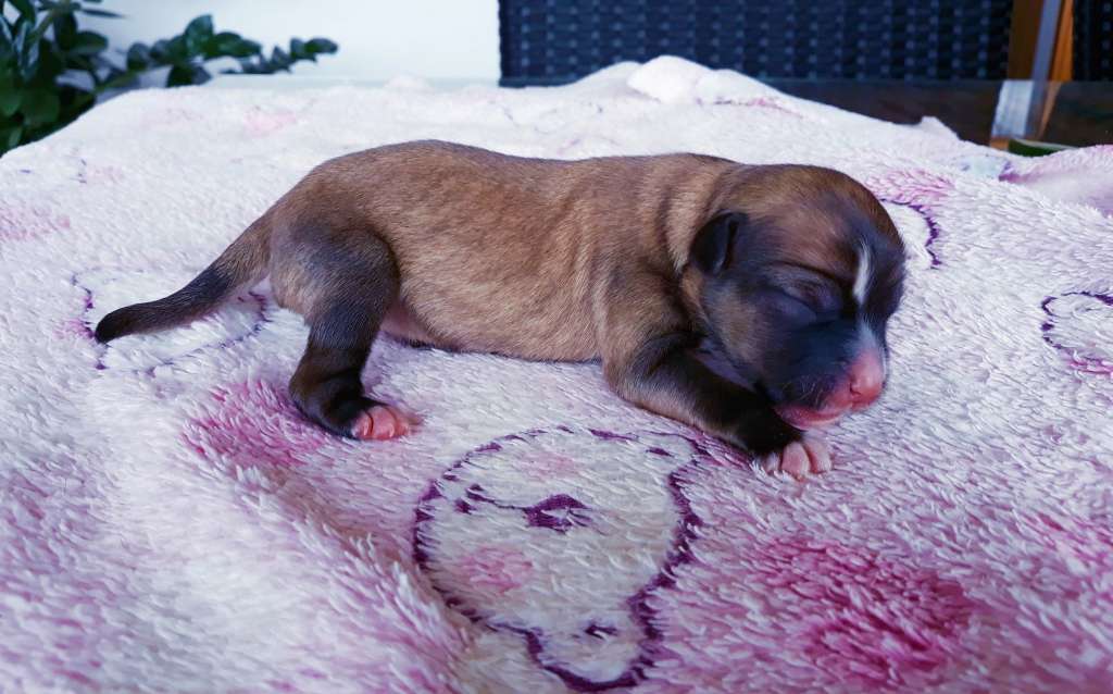 Little Dog Of Dream Ruby