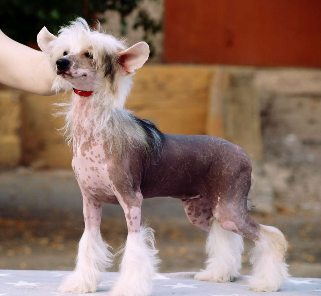 Anna Sky Kennel Time of Mars