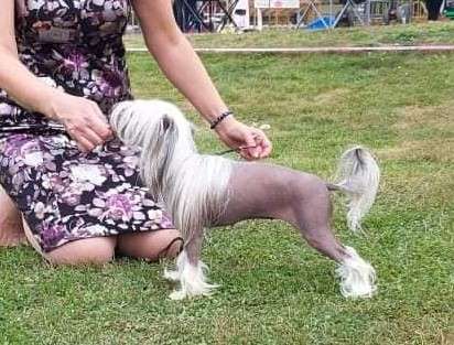 Joyway's The Last Dragon