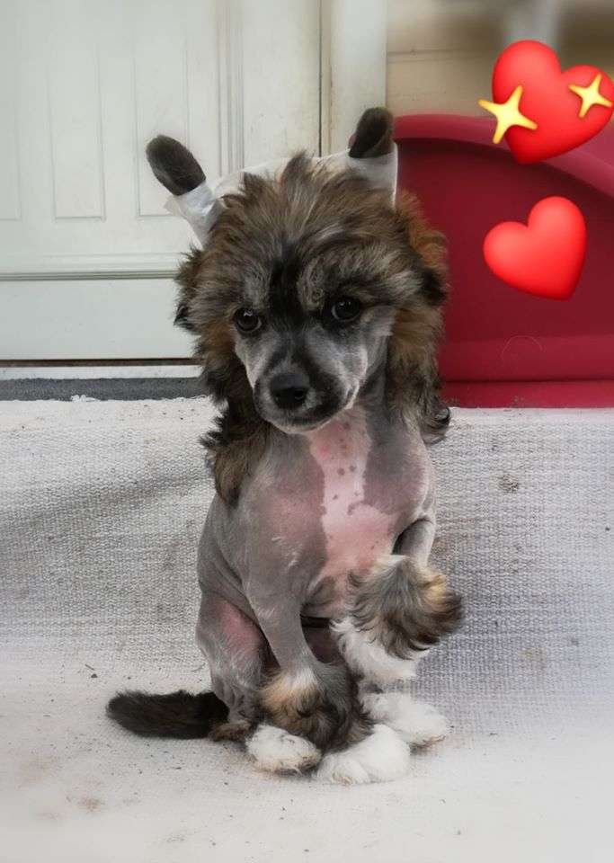 Joyway's Dragon Of The Sun