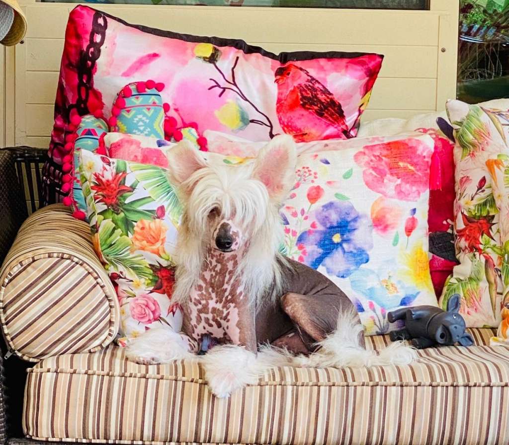 Anna Sky Kennel Twix Double Secured