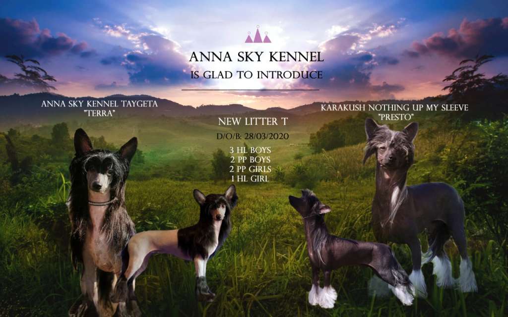 Anna Sky Kennel Try Me Hot