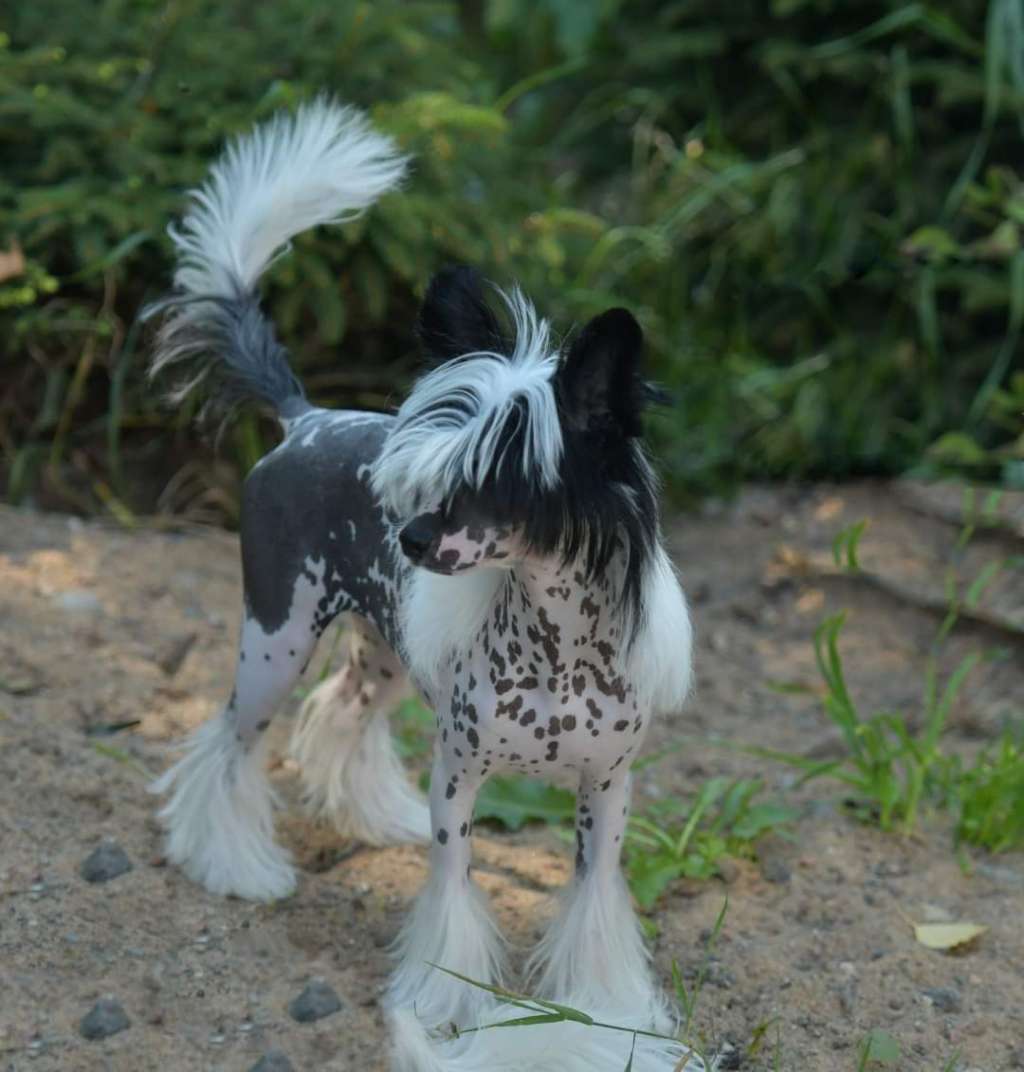 Sempre Con Te Alexa HitLine Ltd