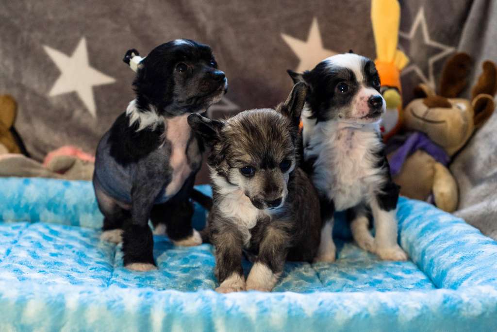 Anna Sky Kennel Tutto Bene