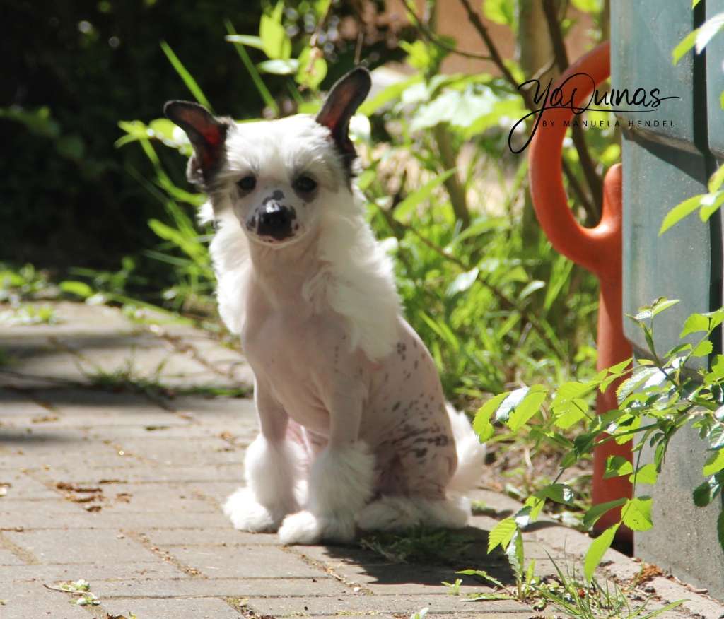 Yaquinas Guardian Angel