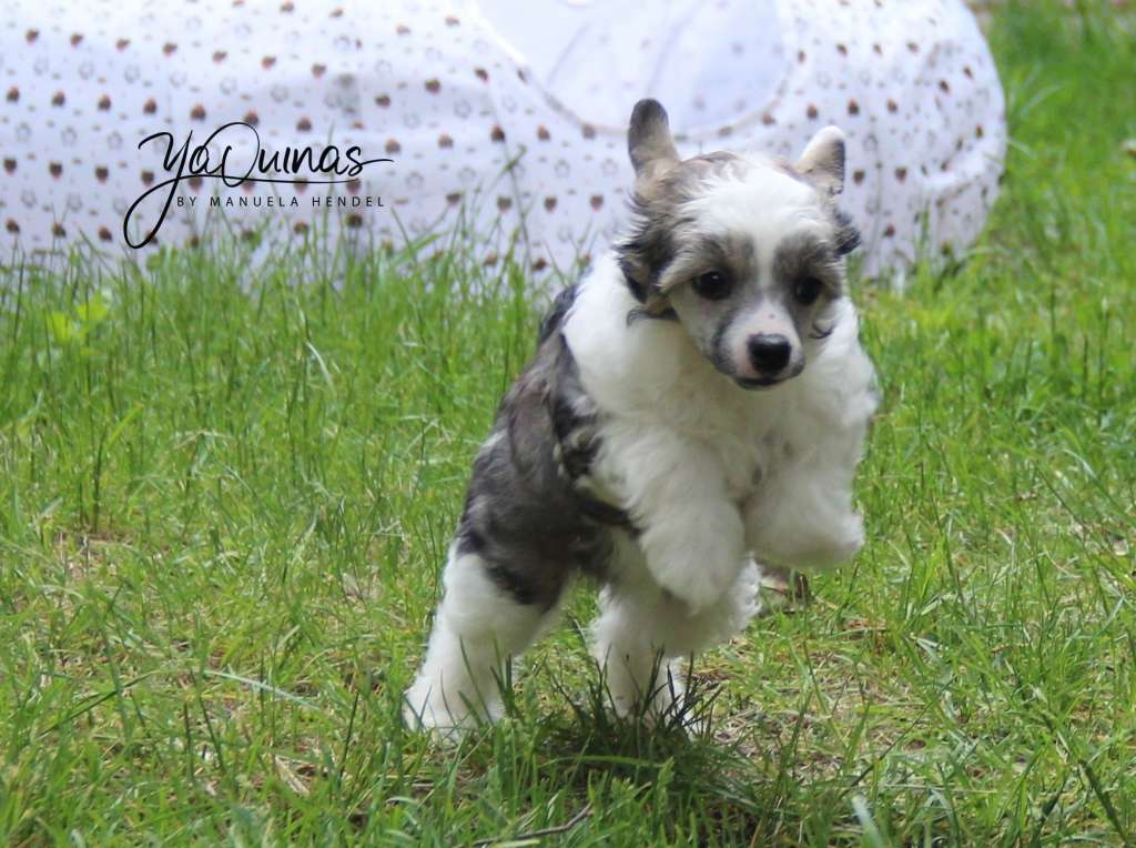 Yaquinas Give me Five