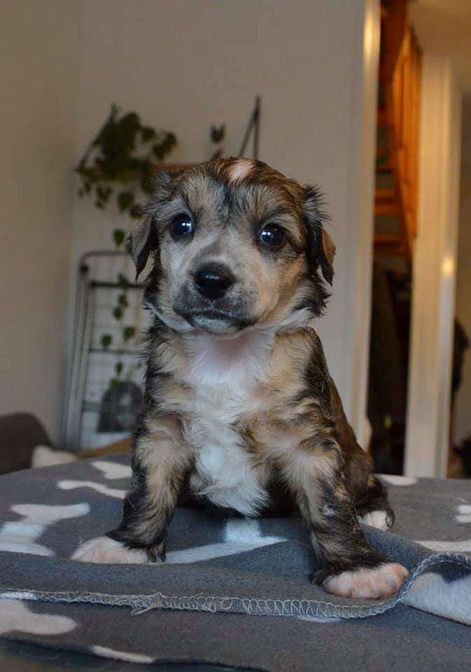 Windy Willow's Jingle Bell Rock