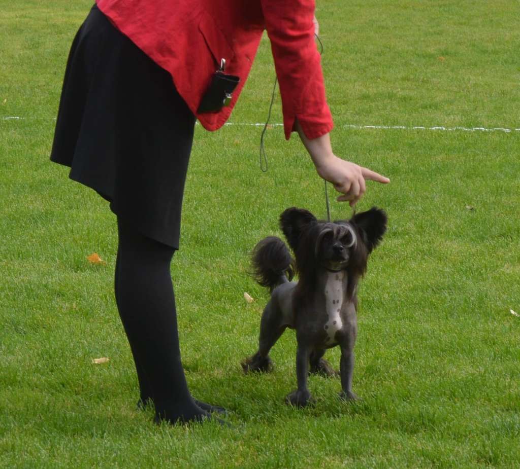 Windy Willow's Walking In The Air