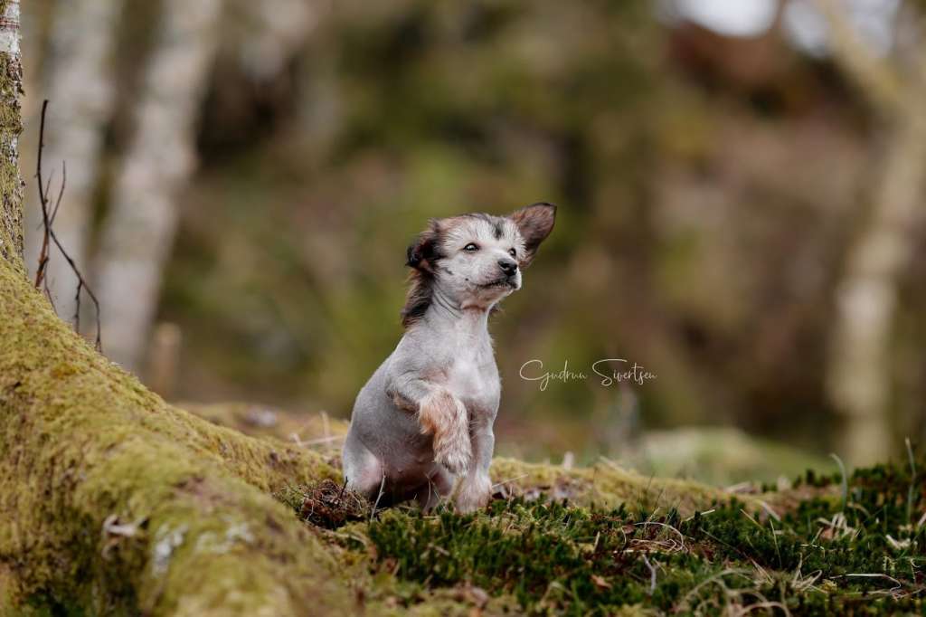 Crested Vixen's Beethoven für Elise
