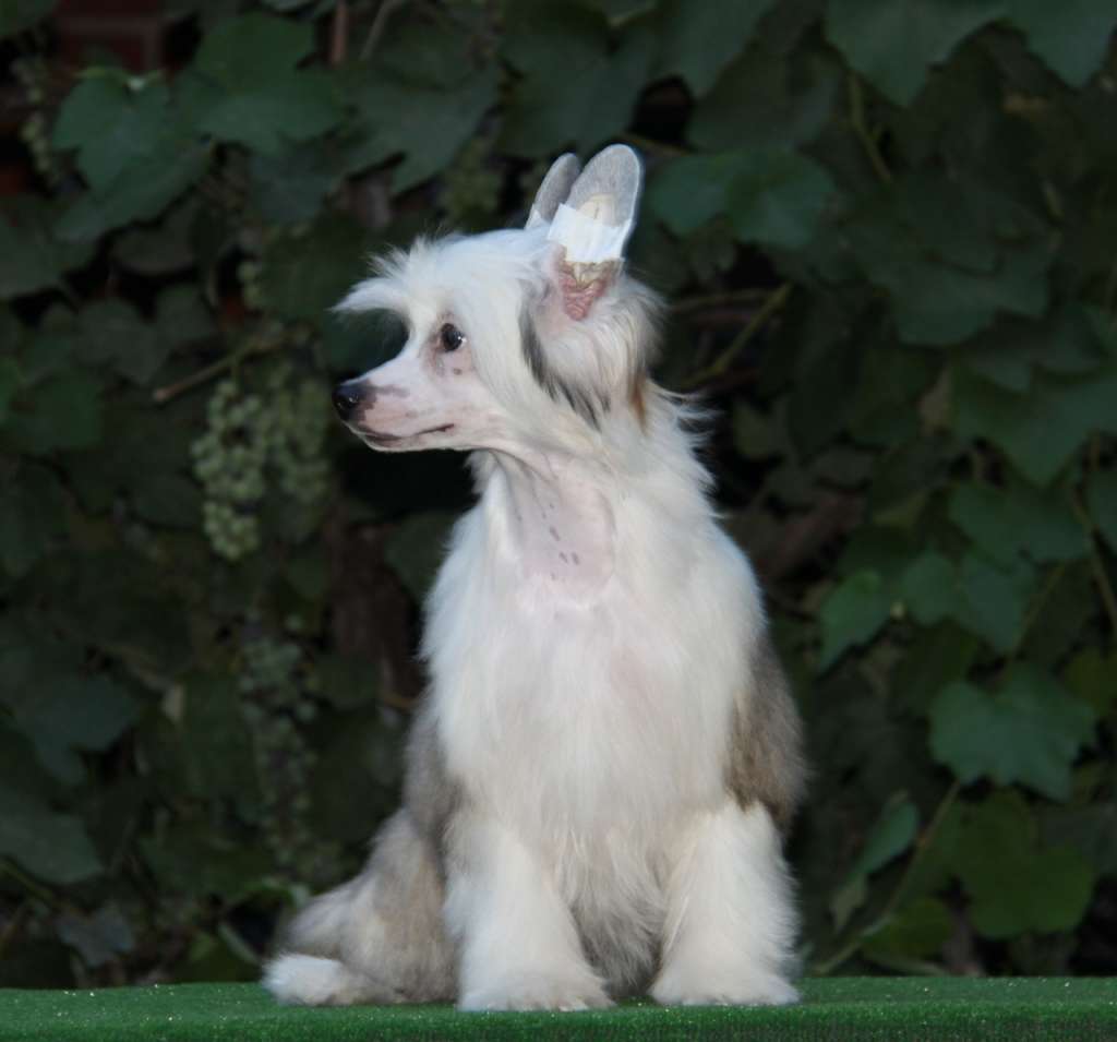 Zheneva-Debjut Vesta