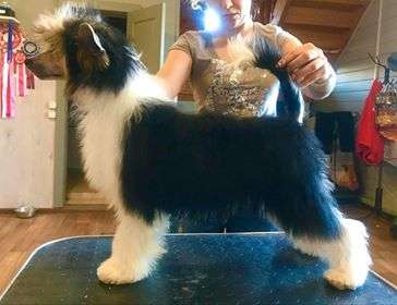 Rolana Family Bentley