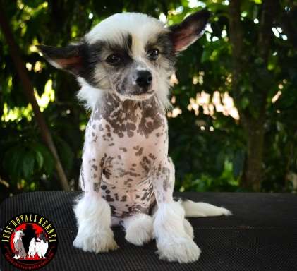 Jess' Royals Moonbow Kylo Ren