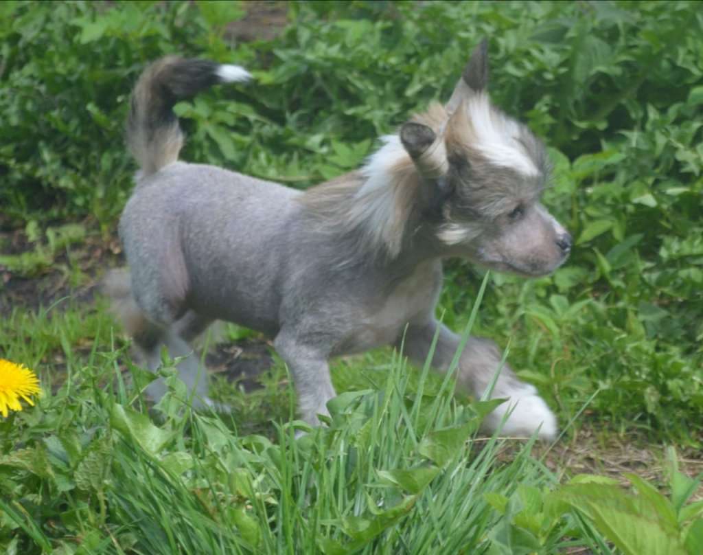 Amaterasu Hana Avrora