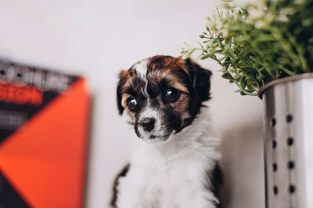 Rufus Draconis  Incanto