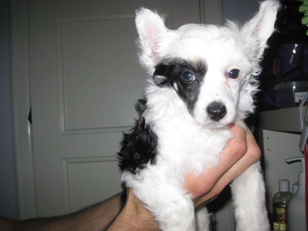 Desireme Girl On Fire