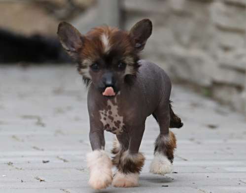 Night Sapphire Queen Malverne