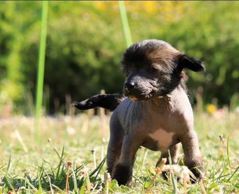 Night Angel Queen Malverne