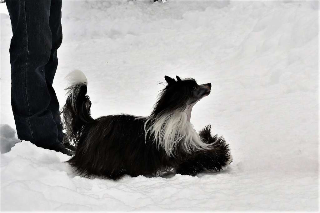 Bamboleo Winning Smile