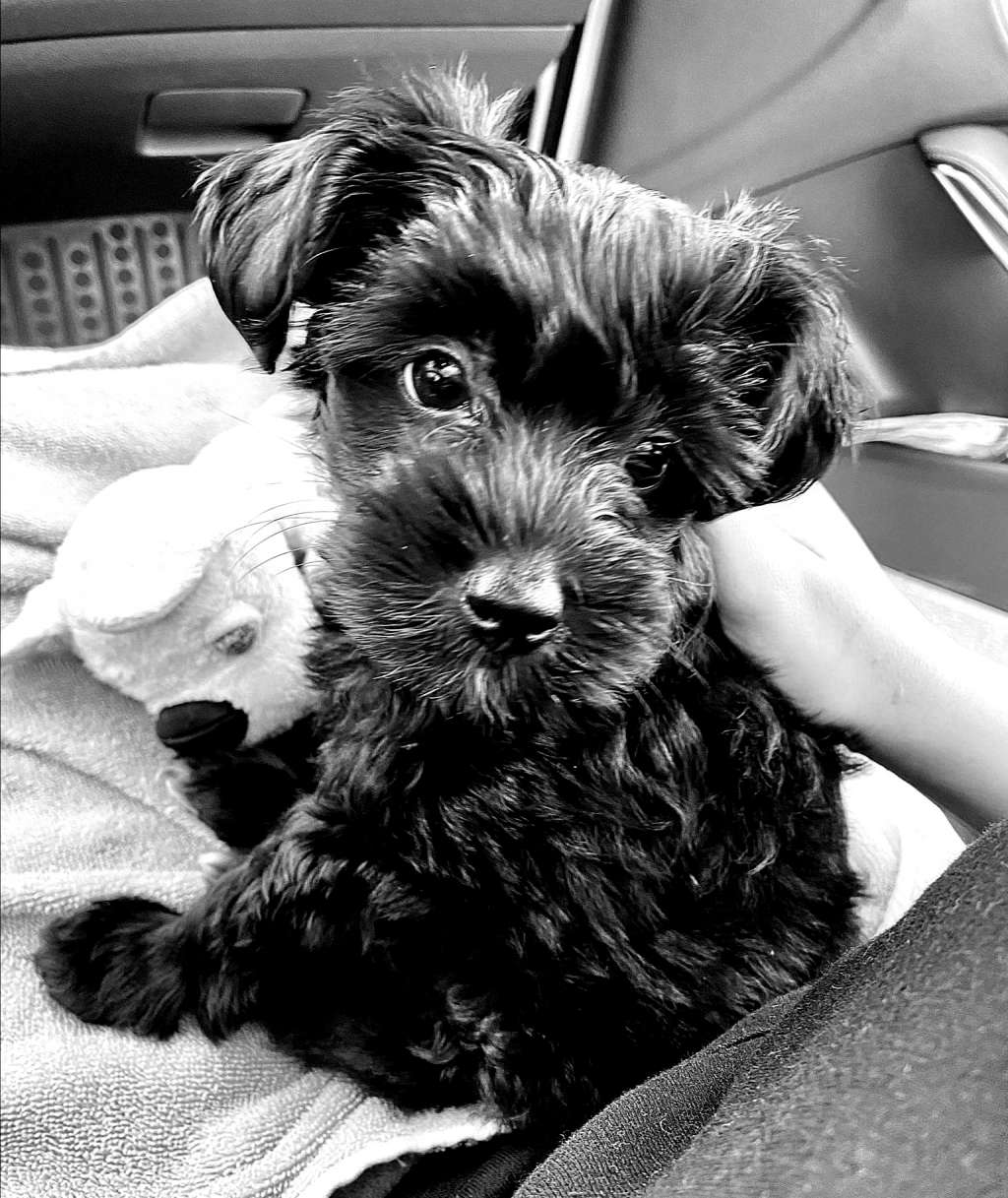 So-soft Schwarze Perle