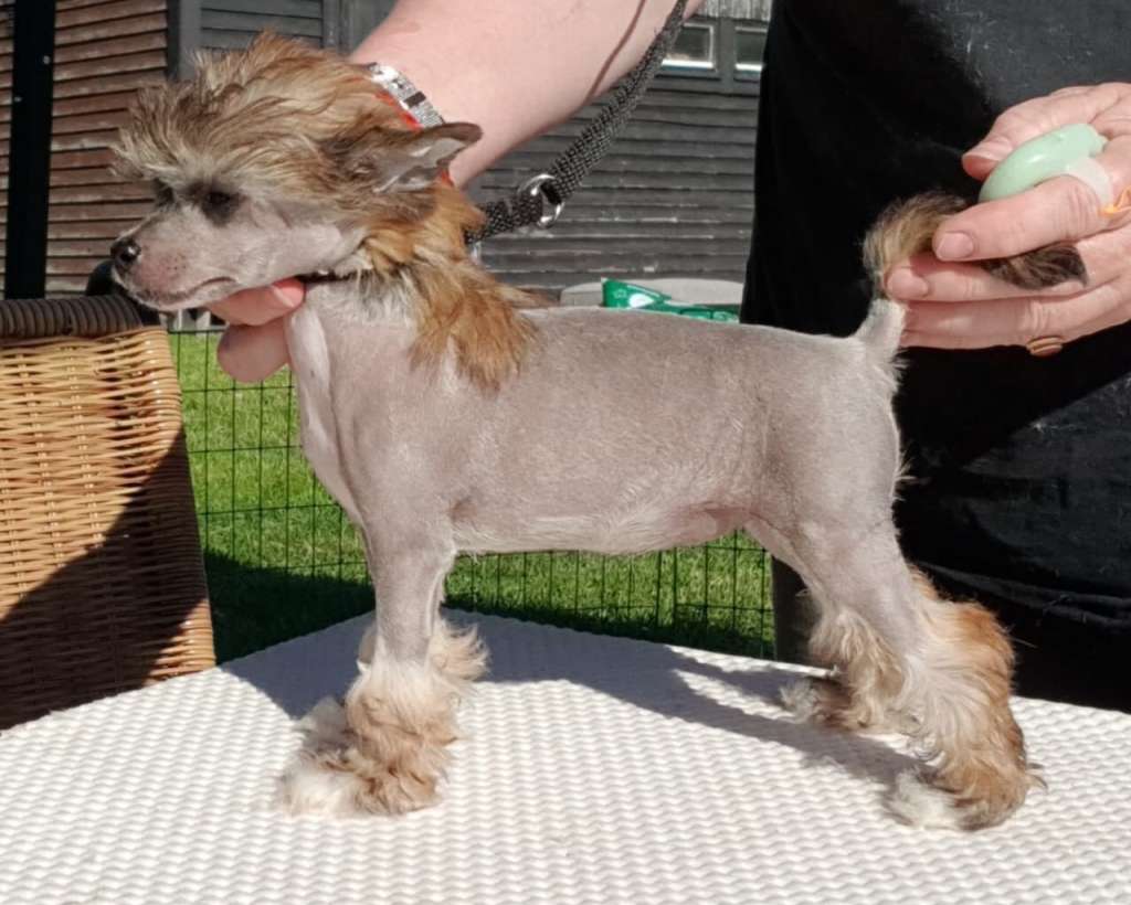 Tournais Whats The Word Hummingbird