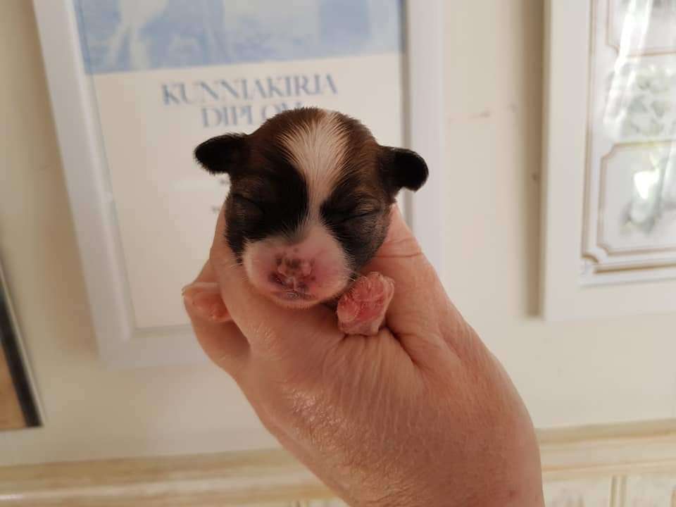 Tournais Couldn't Hairless