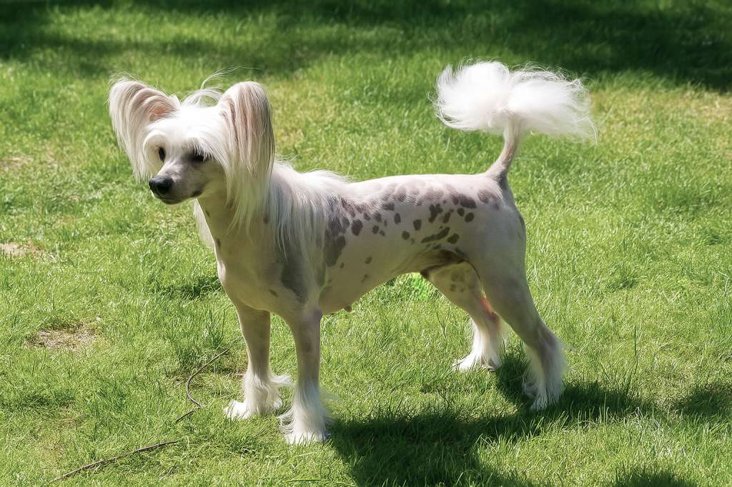 Tournais Scarlet No'Haira