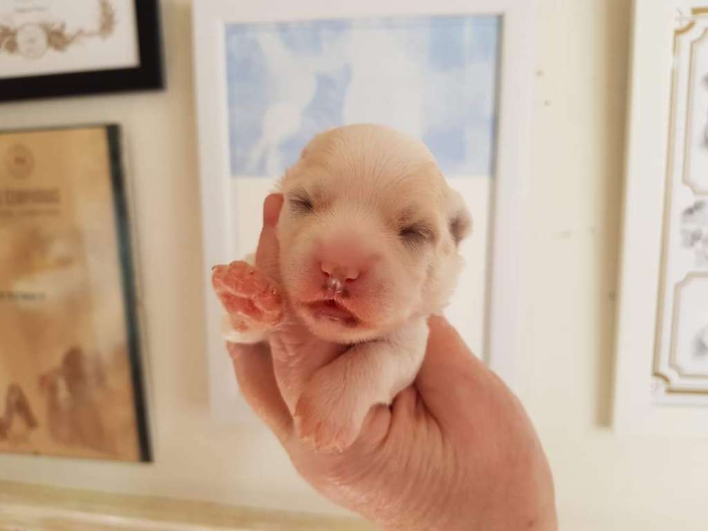 Tournais Fell From Above