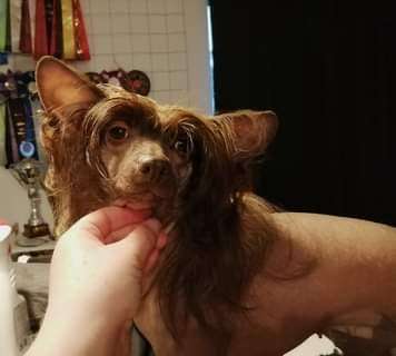 Beauty Incomparable Virginia