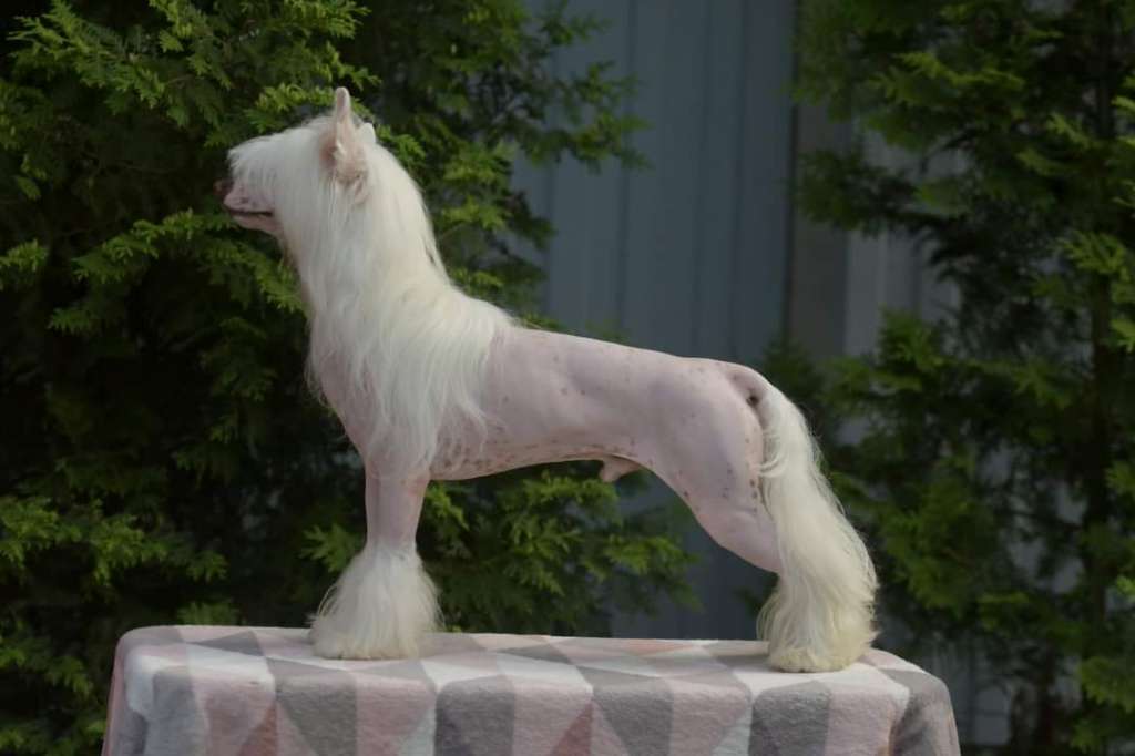 HitLine Ltd Habit of Winning