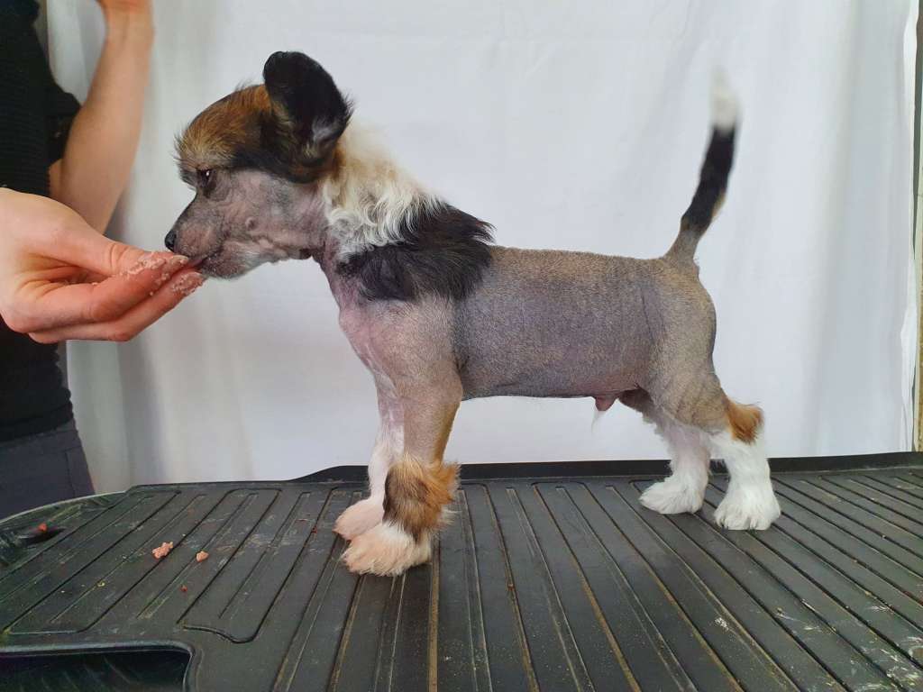 Moelmo's Perfect Illusion